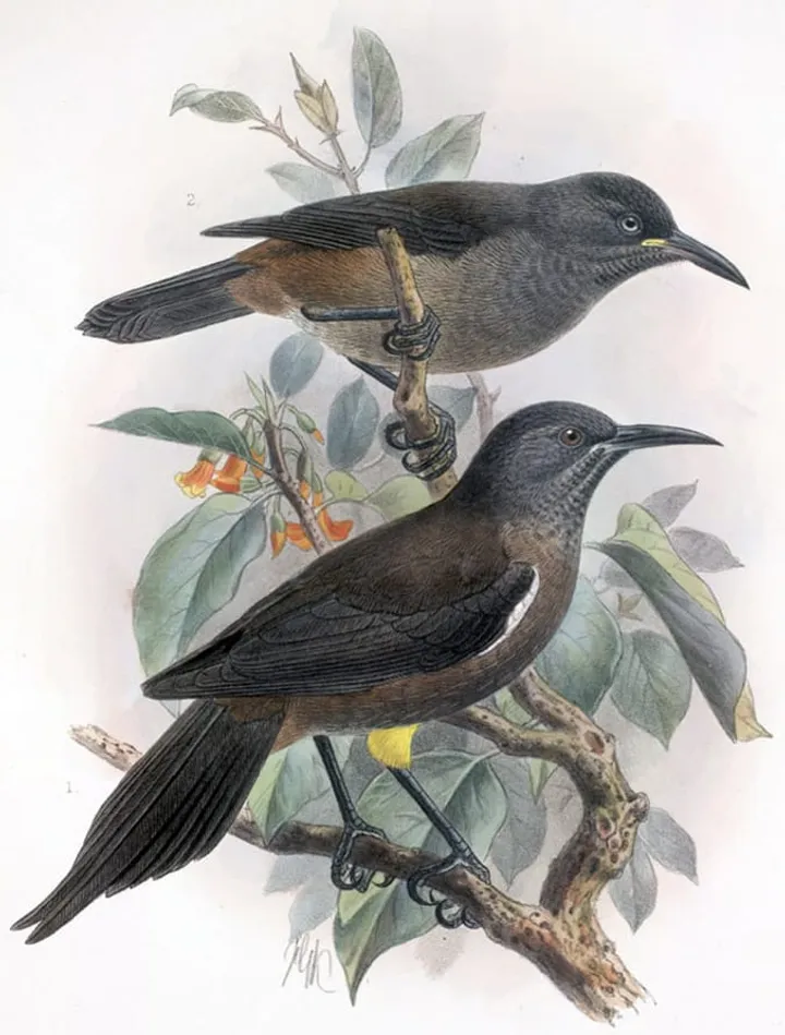 The Kaua'i ō'ō bird hero image