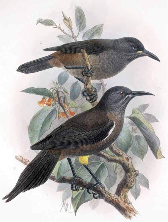 The Kaua'i ō'ō bird